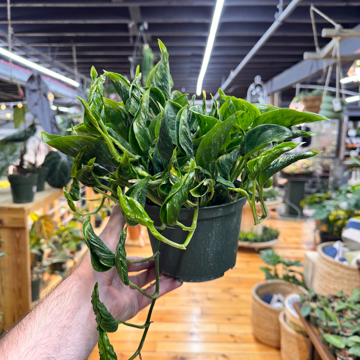 Pothos Shangri La