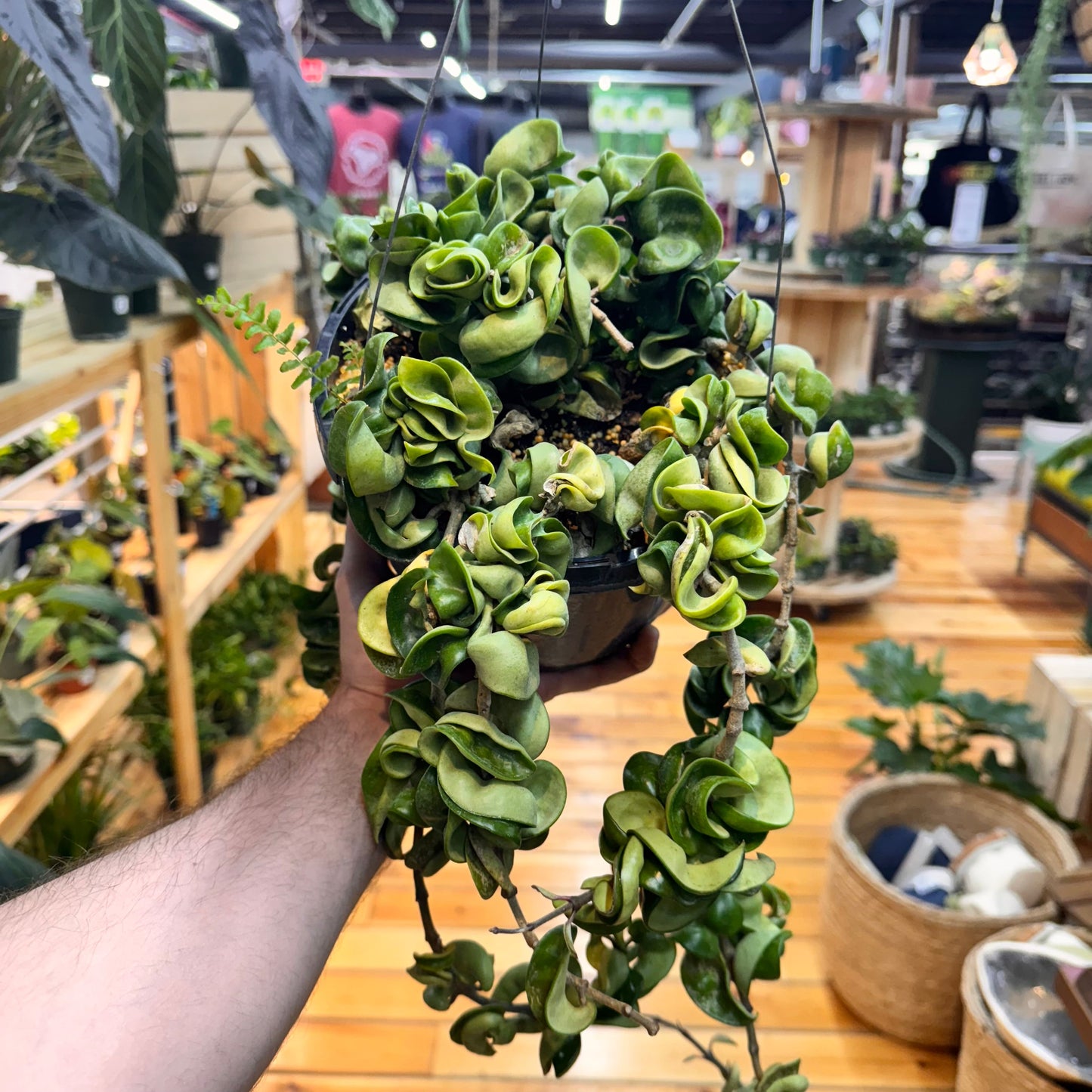 Hoya Rope