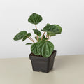 Peperomia 'Ripple'
