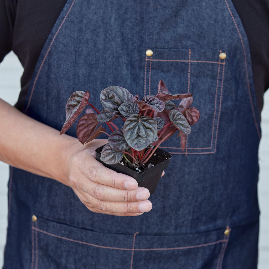 Peperomia 'Ripple Red'