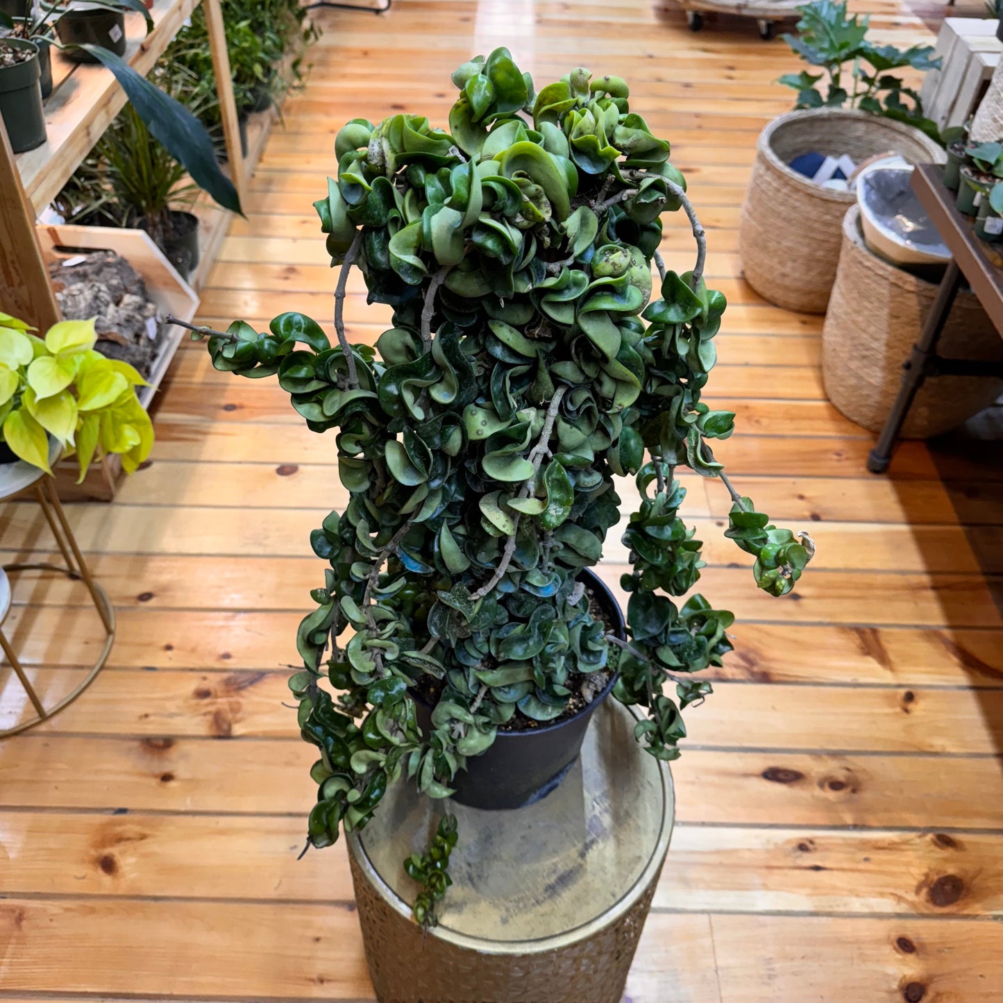 Hoya Rope
