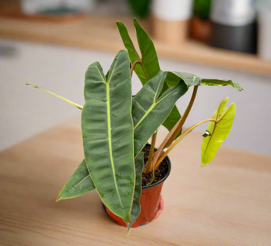 Philodendron 'Billietiae'