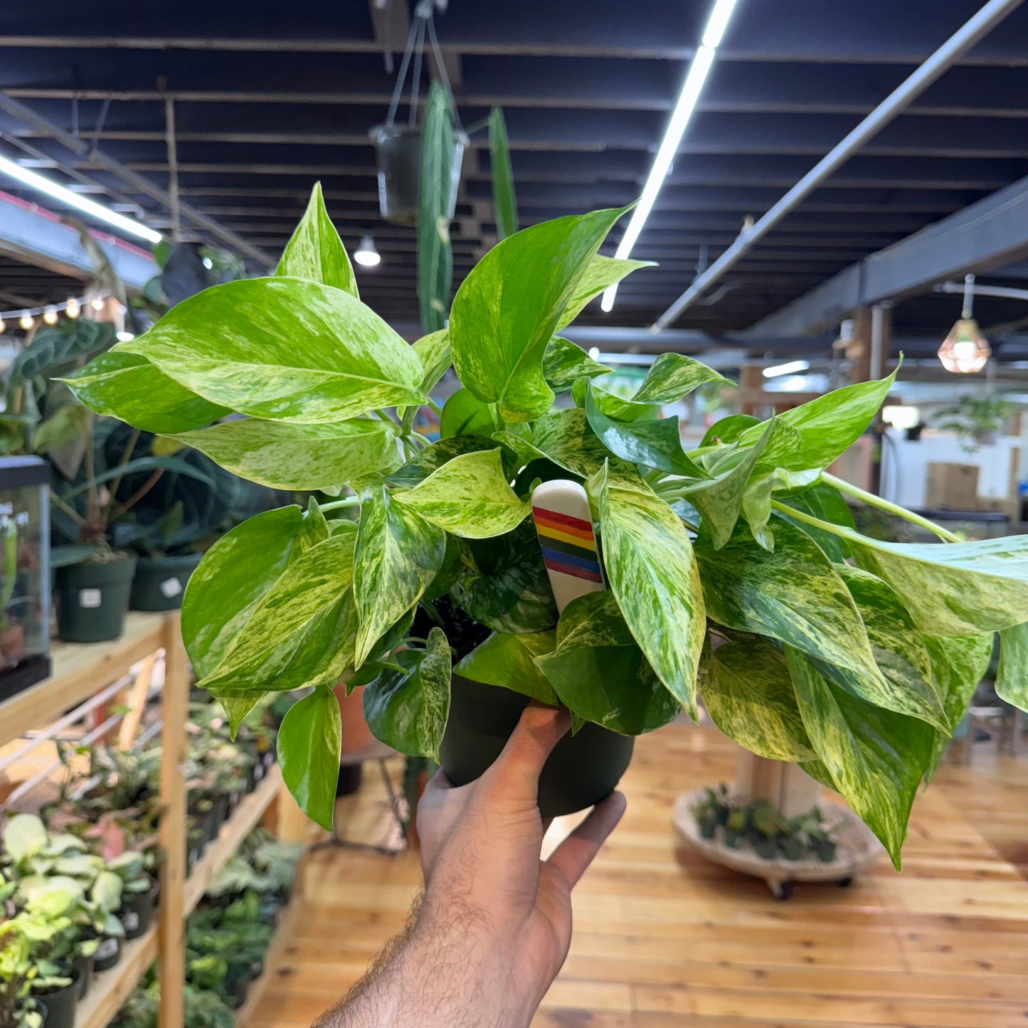 Pothos Marble Queen