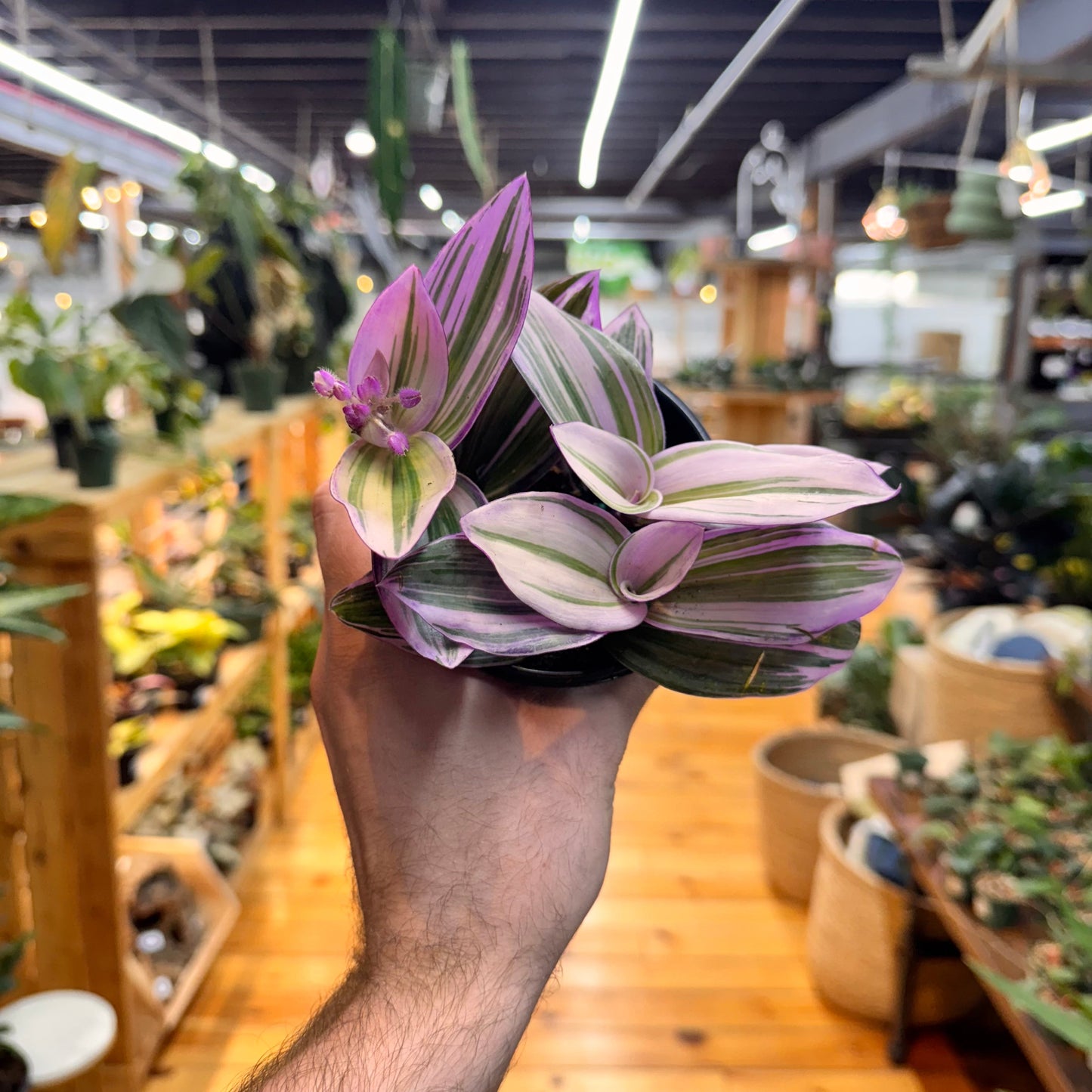 Tradescantia Nanouk