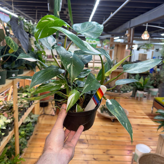 Philodendron White Princess