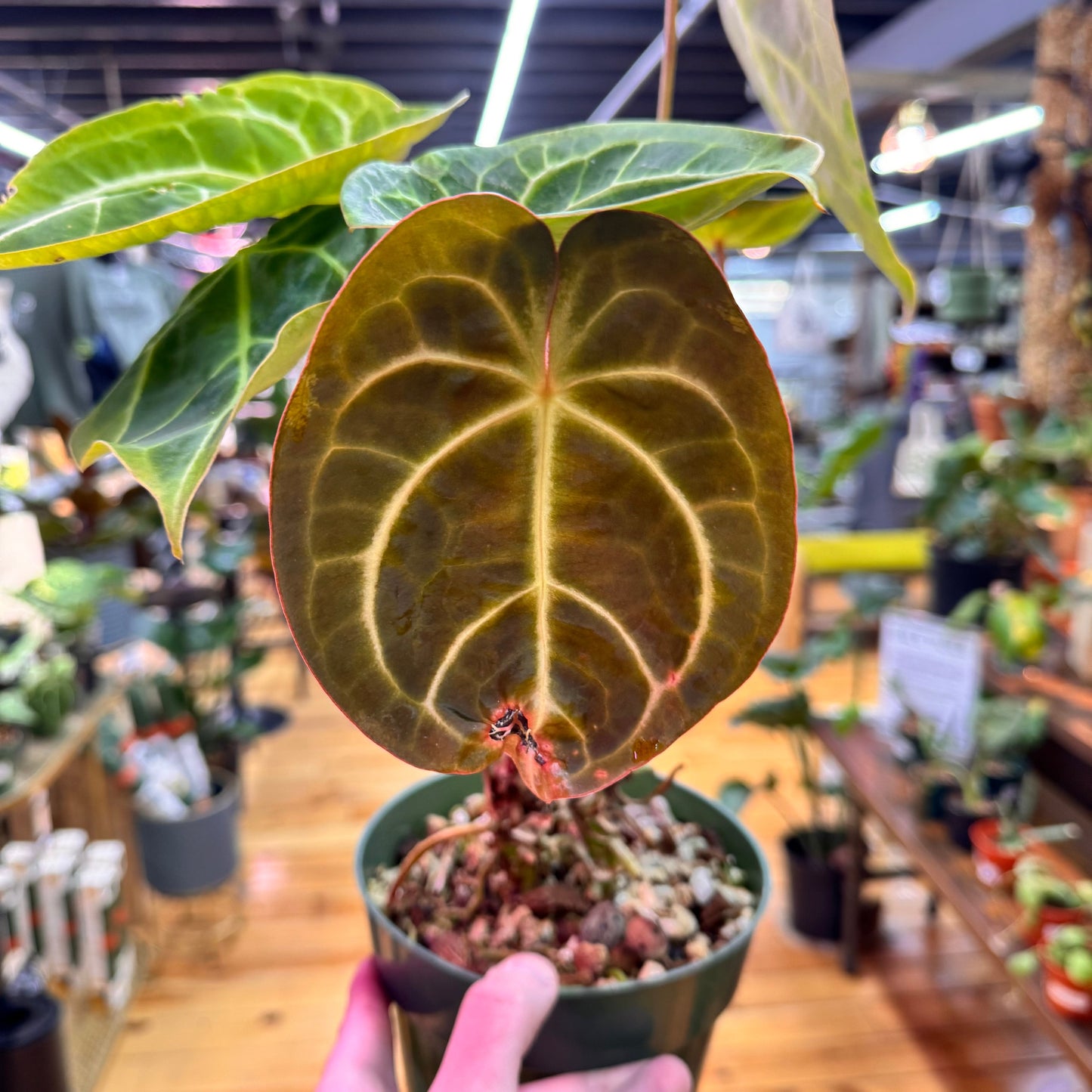 Anthurium Wavy Noyd