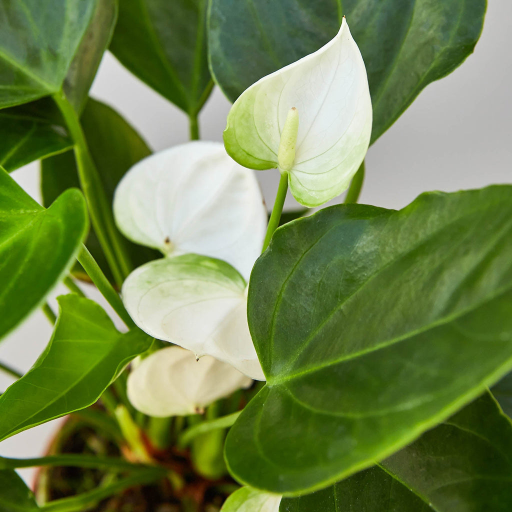 Anthurium 'White'