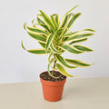 Dracaena Song of India