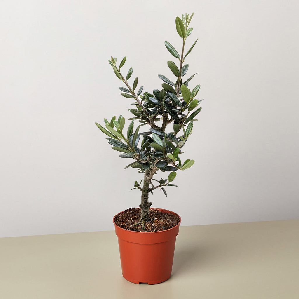 Common Olive Tree (Olea europaea)