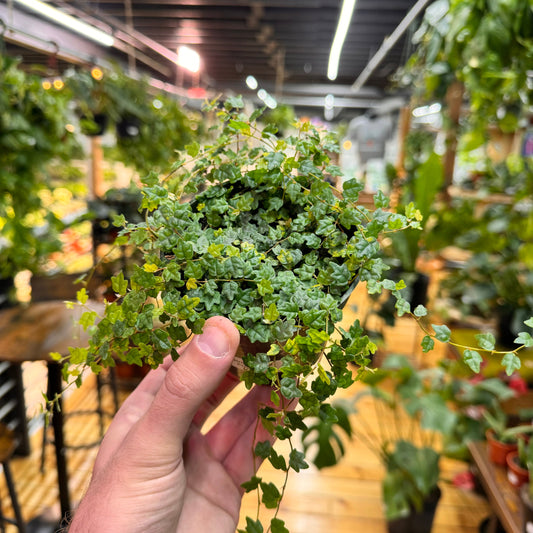 String of Frogs