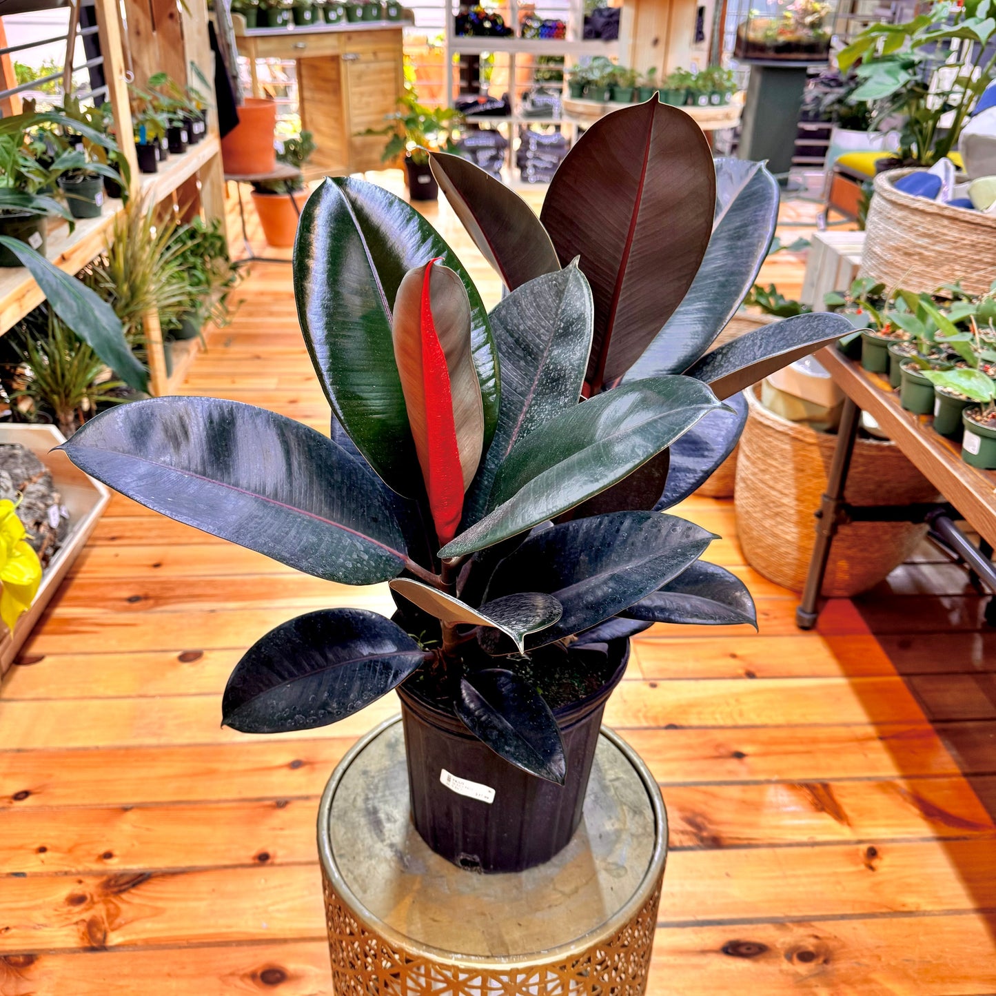 Ficus Burgundy