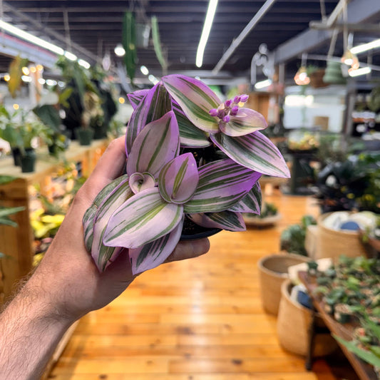 Tradescantia Nanouk