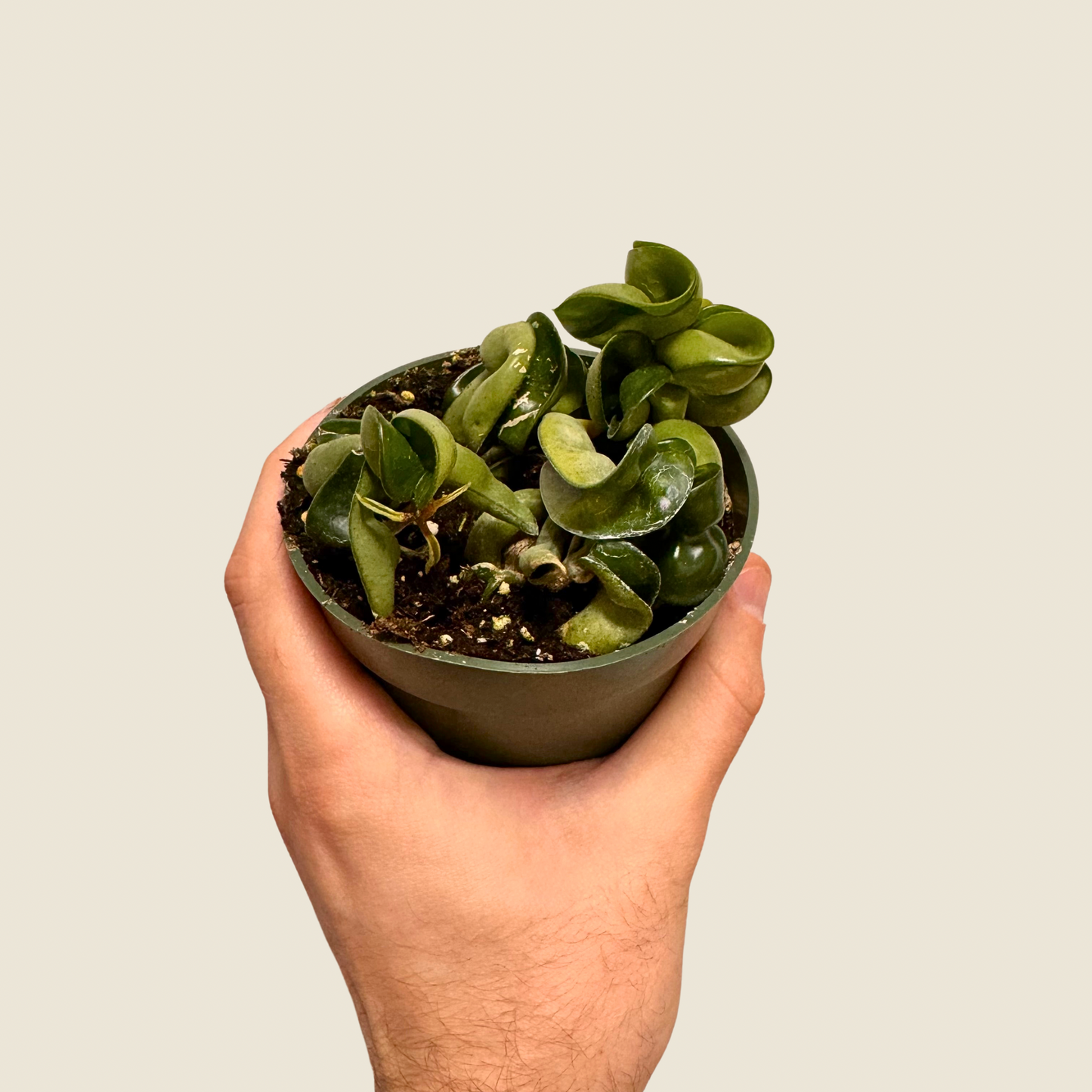 Hoya Rope