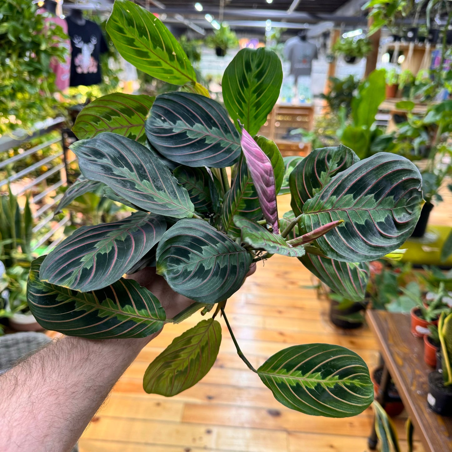 Maranta Red