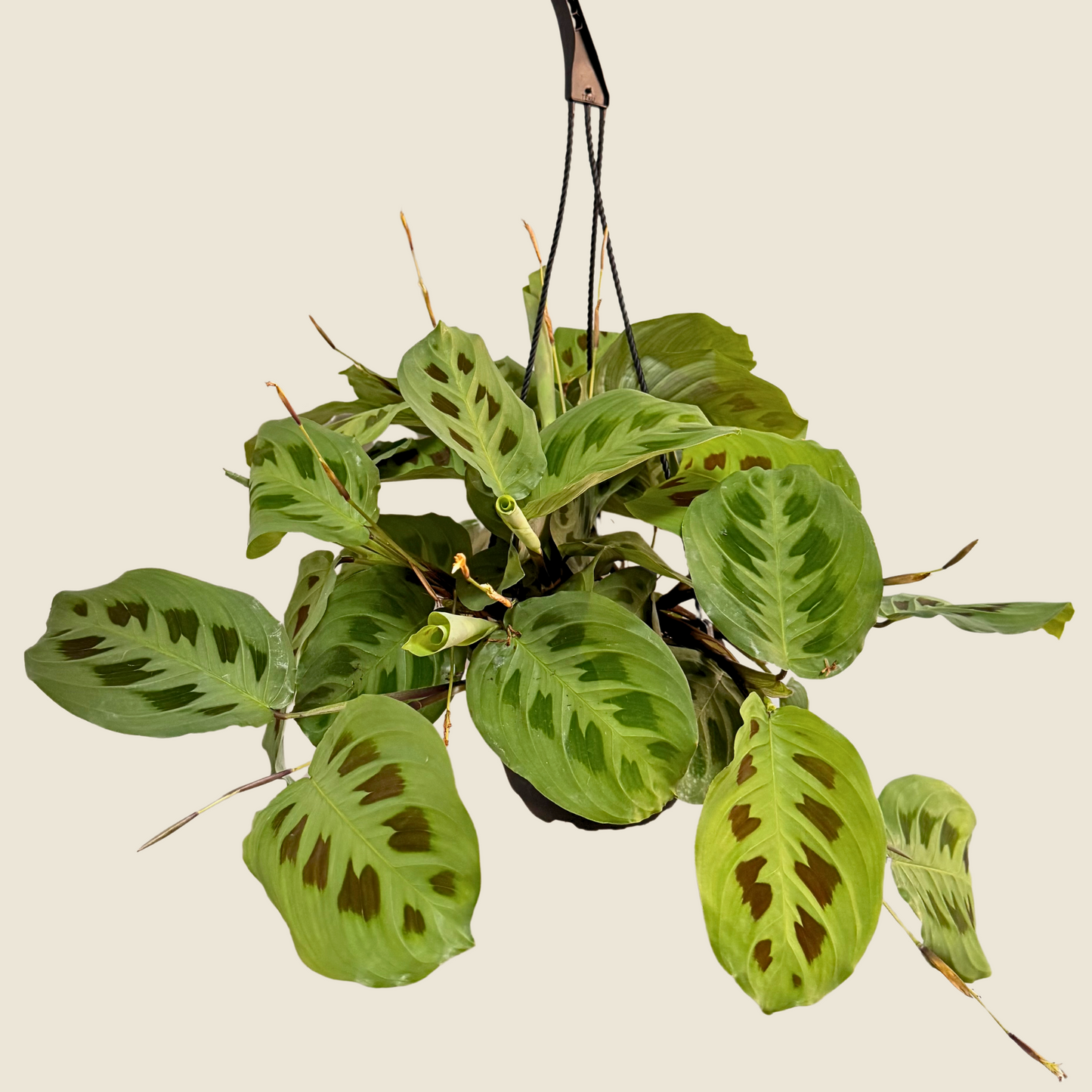 Maranta Leuconeura 'Green'