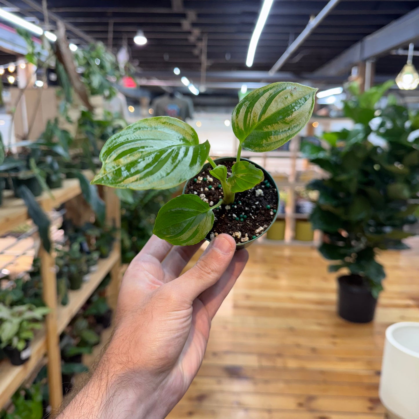 Tacca Chantrieri ‘Black Bat’