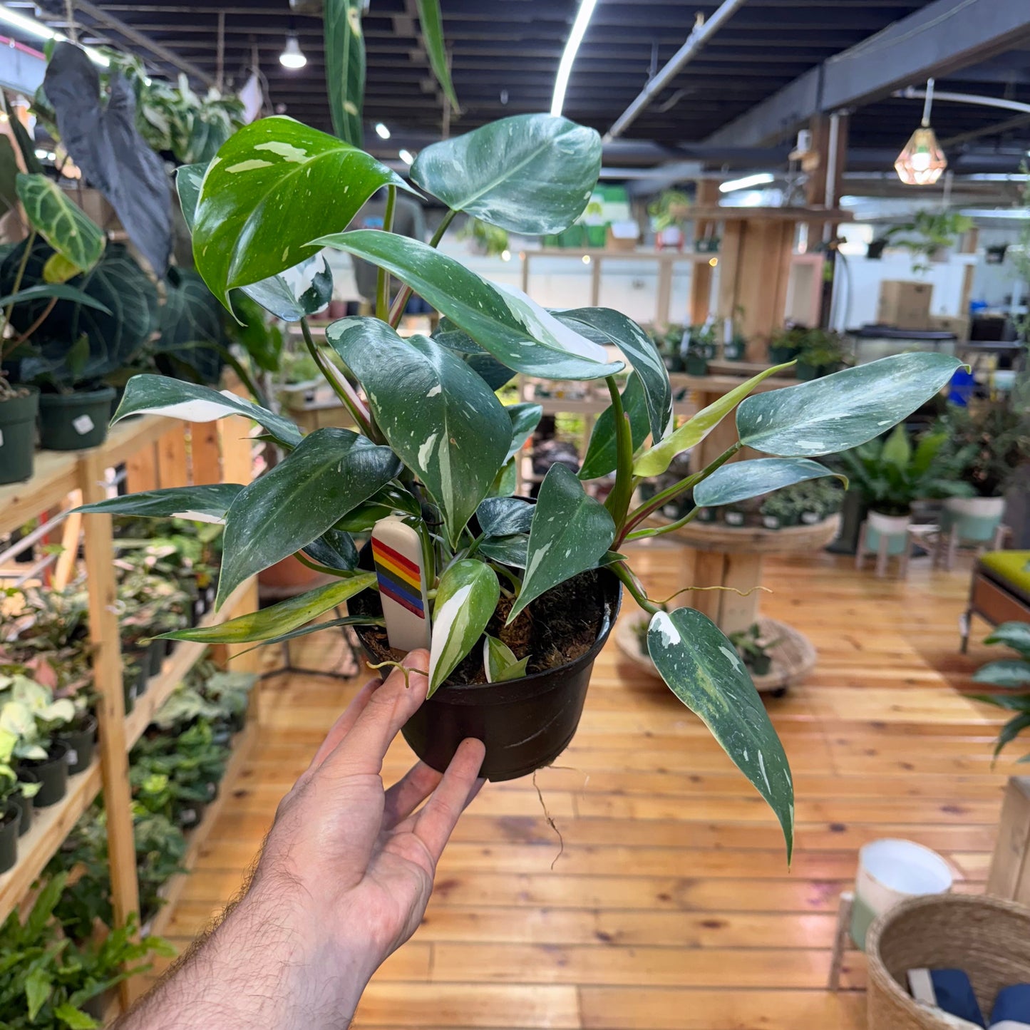 Philodendron White Princess