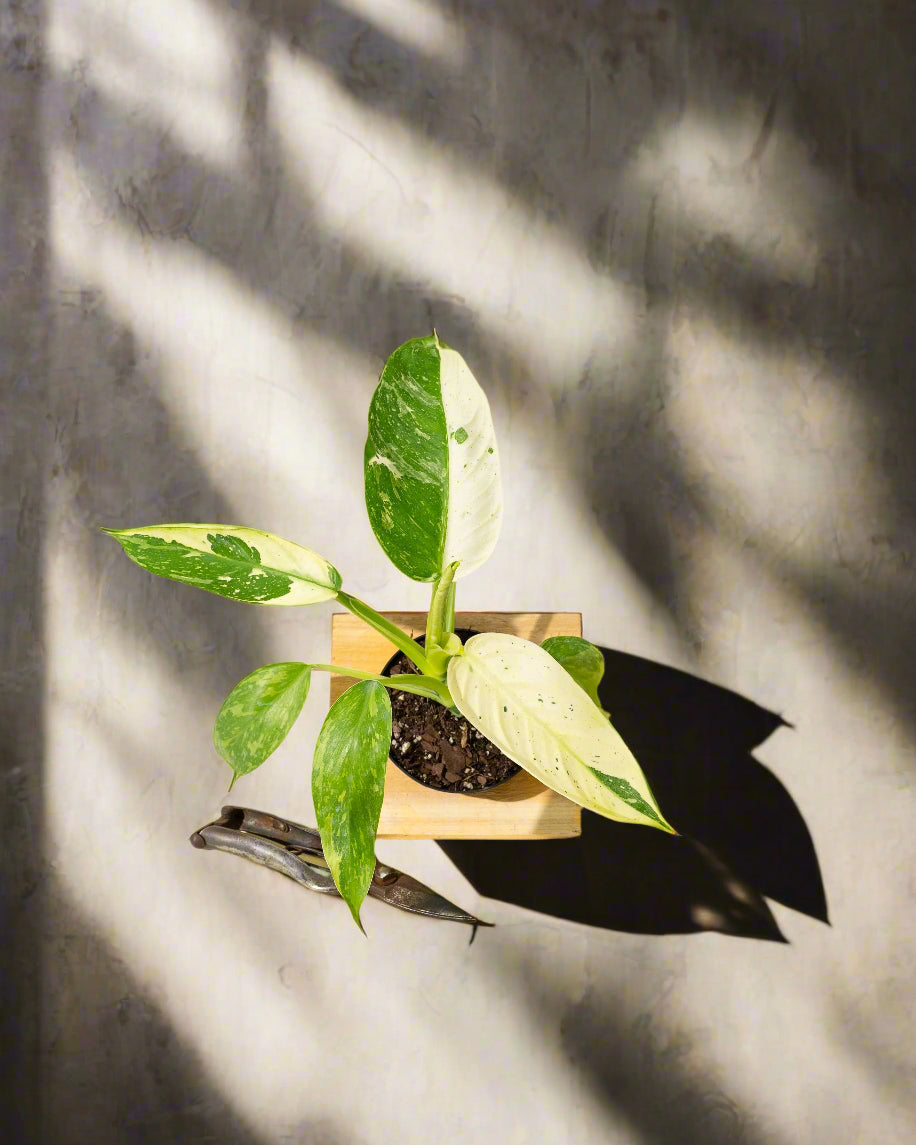 Philodendron 'Jose Buono Fiesta'