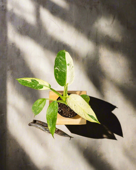 Philodendron 'Jose Buono Fiesta'