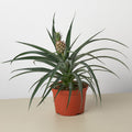 Bromeliad 'Yellow Pineapple' - 6" Pot