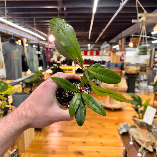 Hoya Crassipetiolata 'Long Leaves'