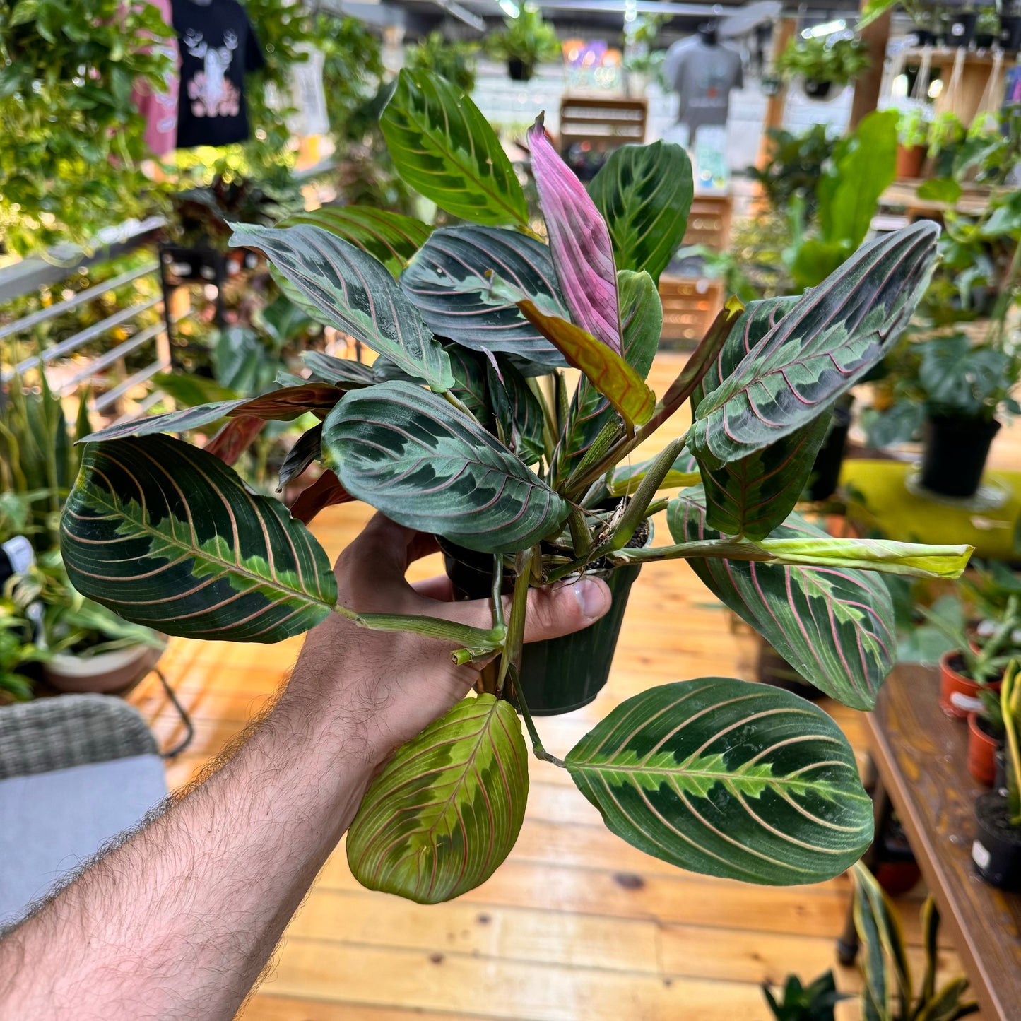 Maranta Red