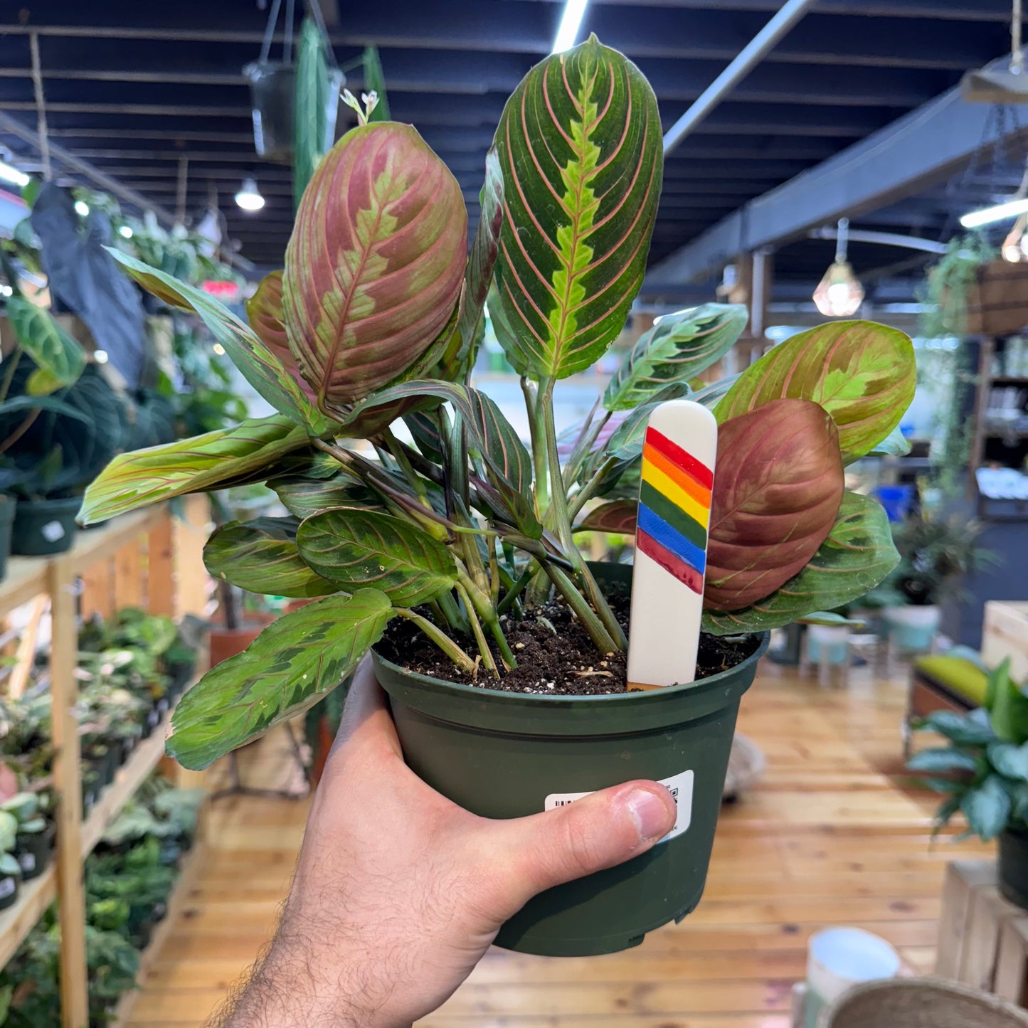 Maranta Red