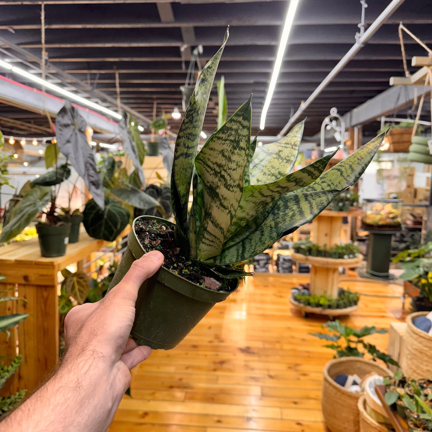 Sansevieria Robusta