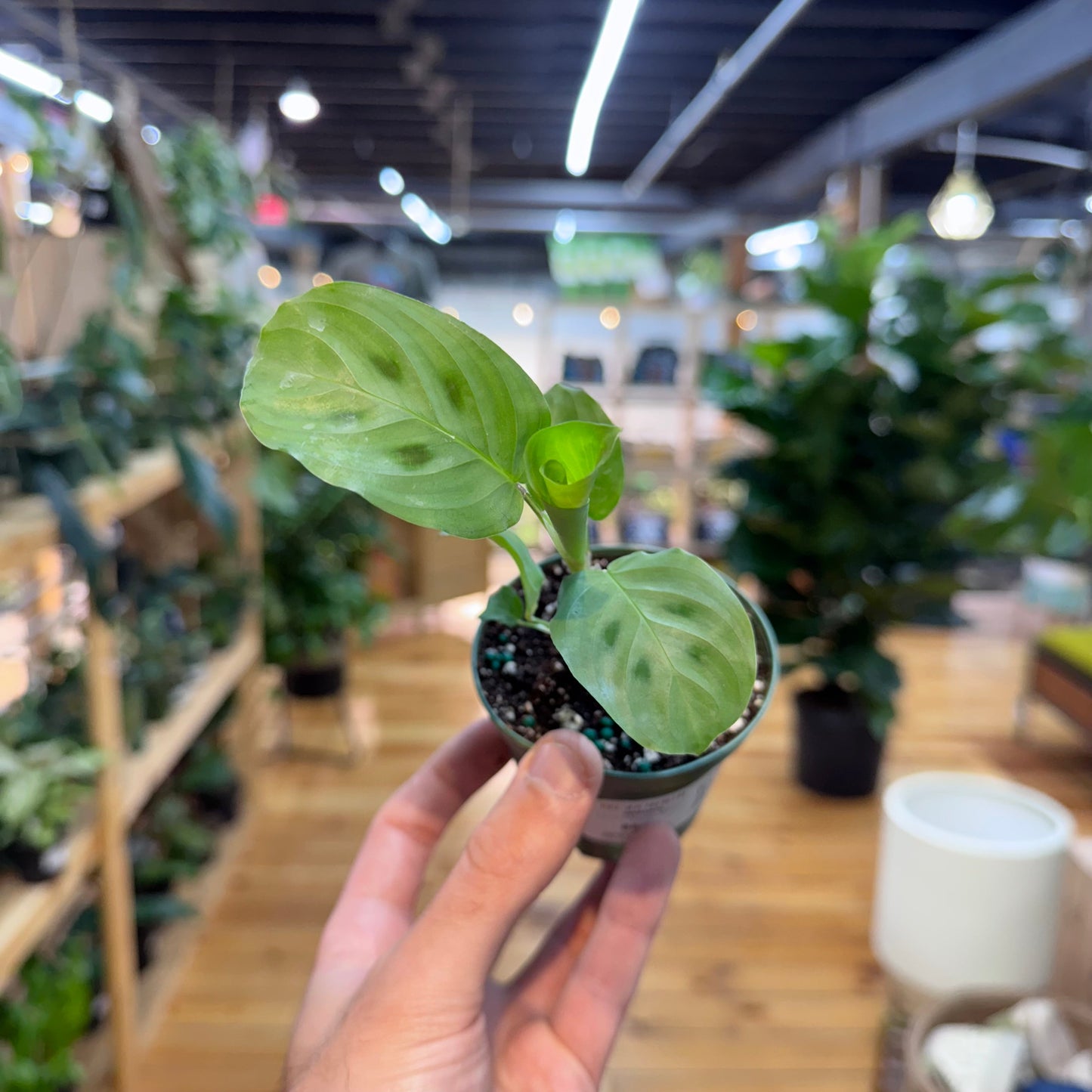 Maranta Leuconeura 'Green'