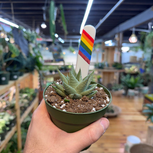 Gasteraloe 'Kabela'