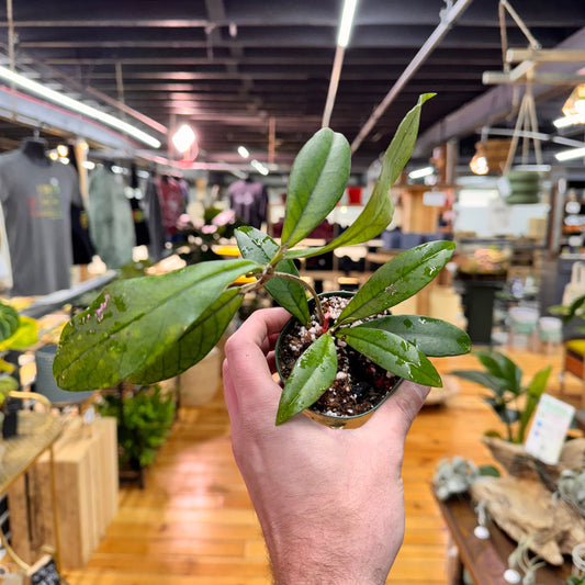 Hoya Crassipetiolata 'Long Leaves'