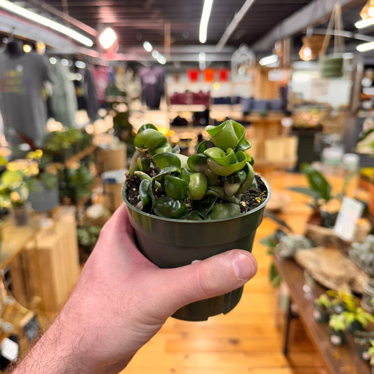 Hoya Rope