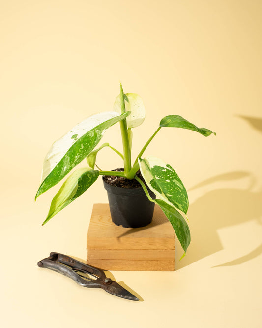 Philodendron 'Jose Buono Fiesta'
