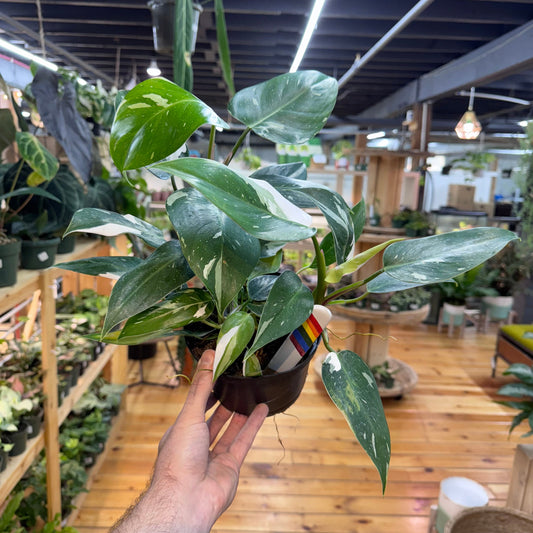 Philodendron White Princess
