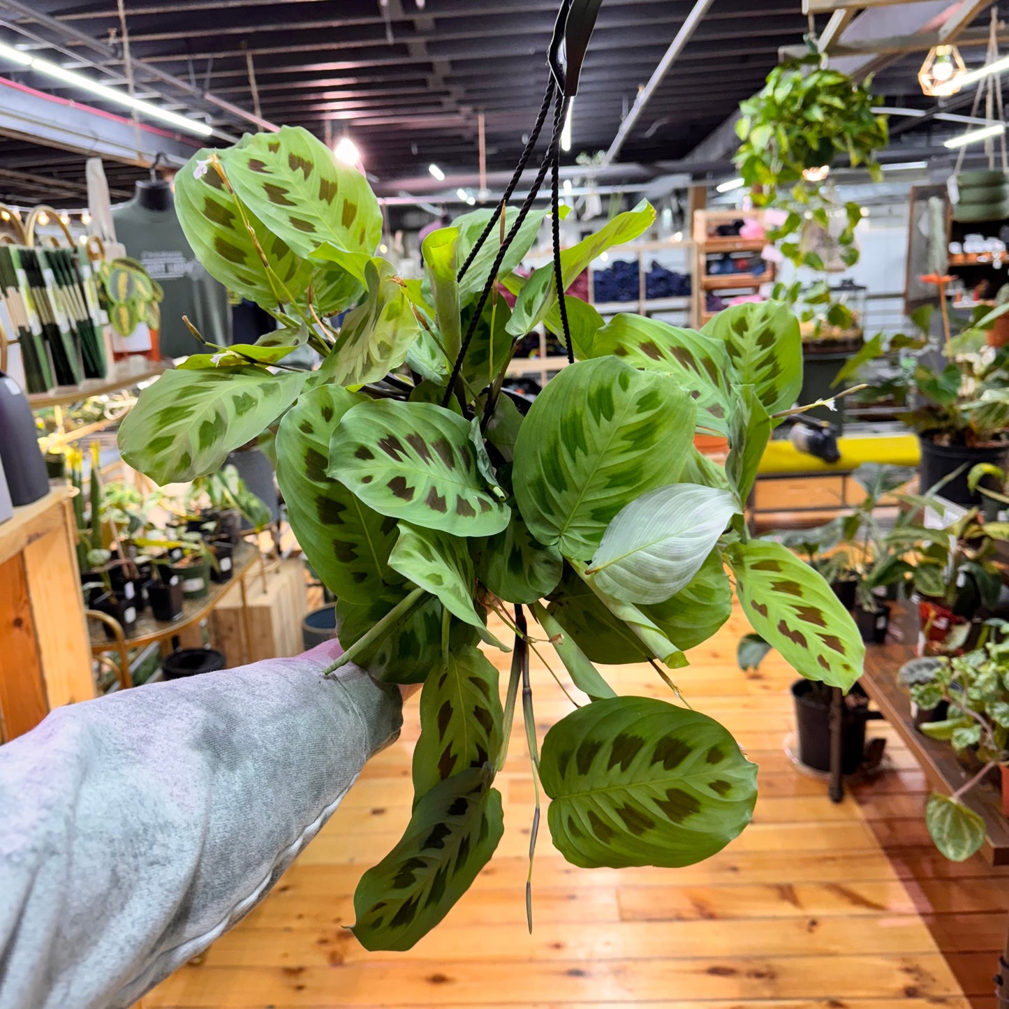 Maranta Leuconeura 'Green'