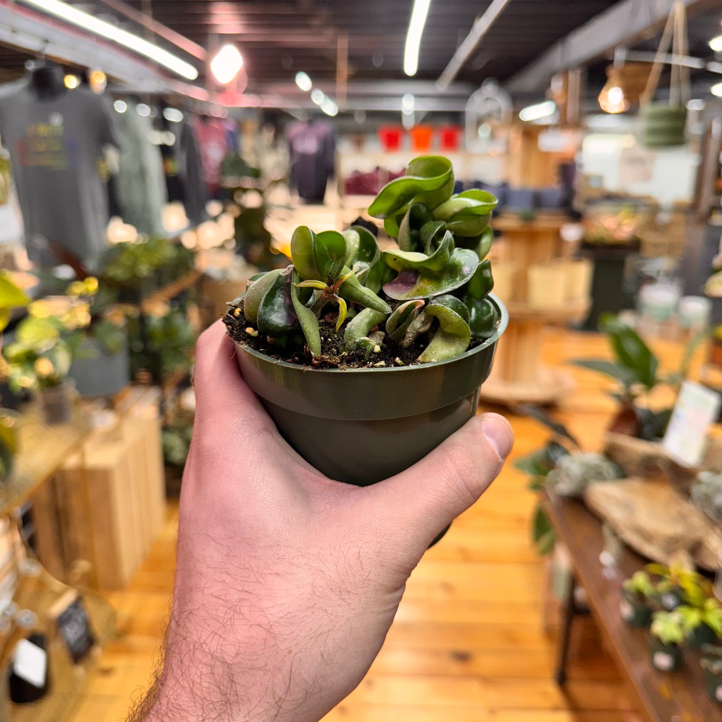 Hoya Rope