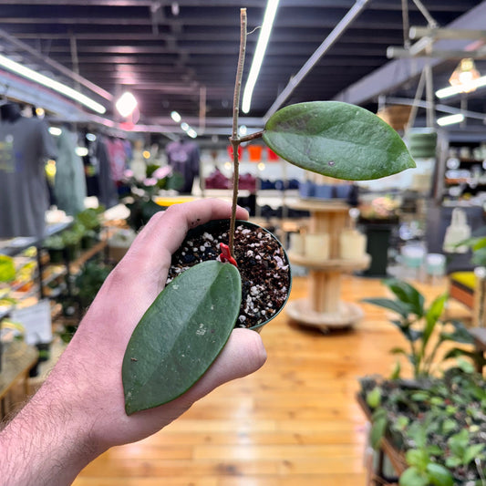 Hoya Penny's Treat