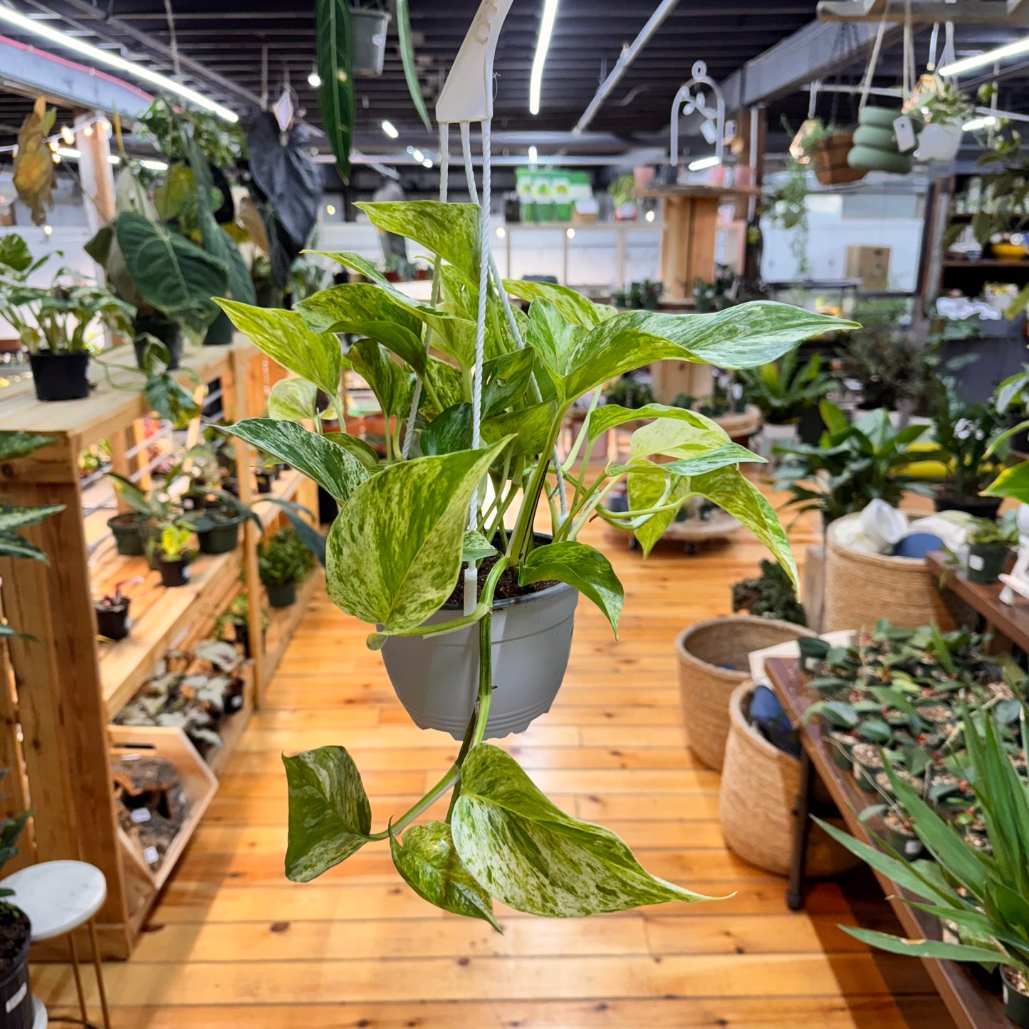Pothos Marble Queen