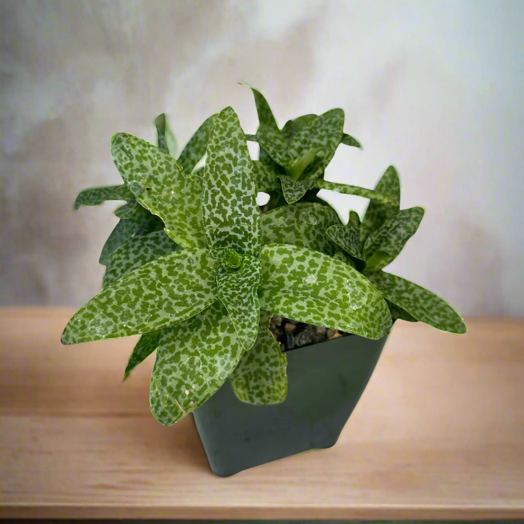 Ledebouria Socialis Silver Squill