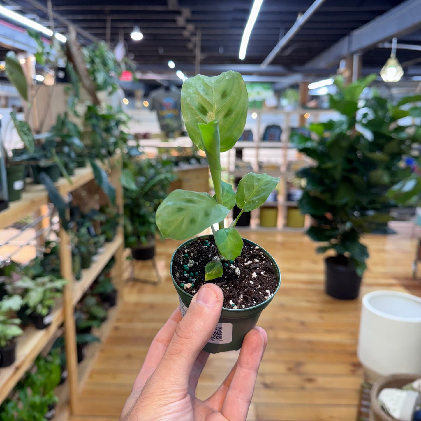 Maranta Leuconeura 'Green'