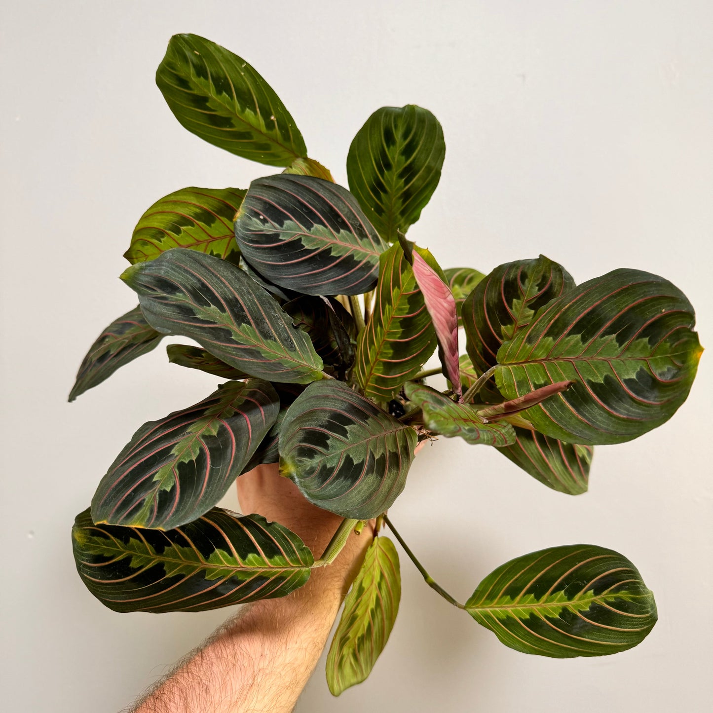 Maranta Red