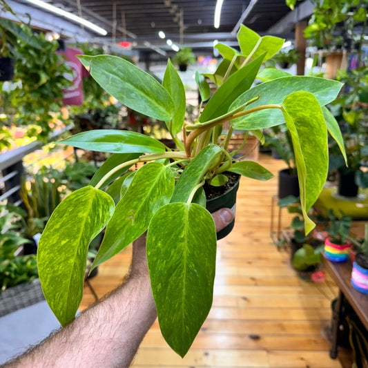 Philodendron Erubescens 'Painted Lady'