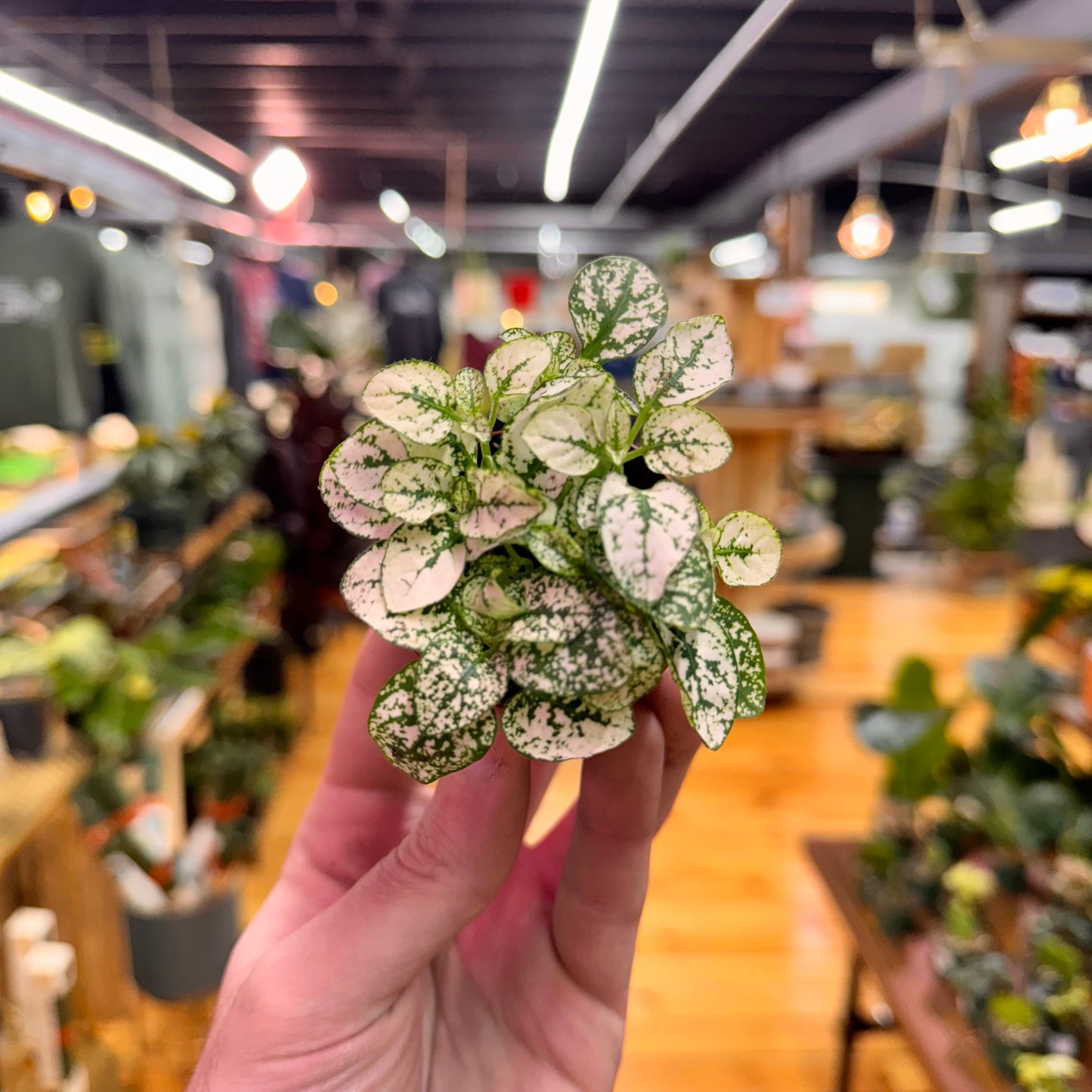 Hypoestes Polka Dot
