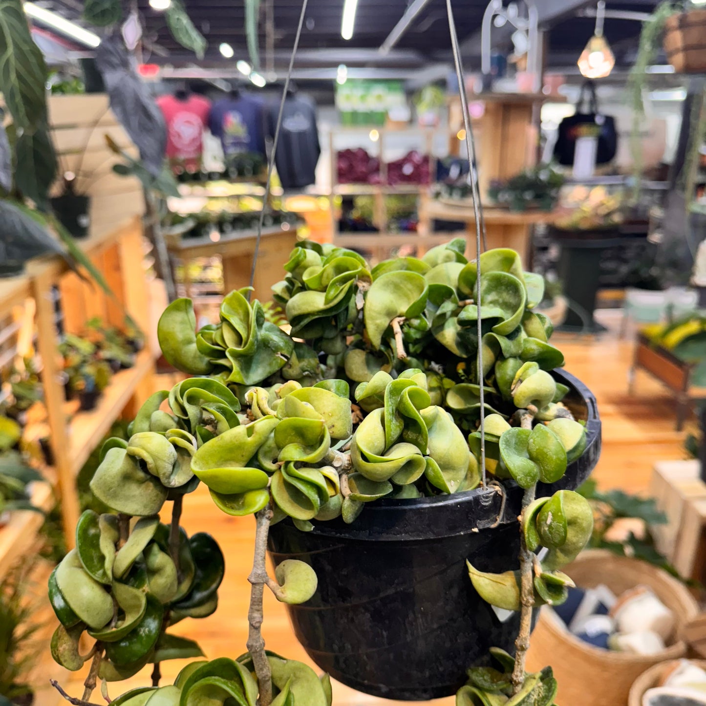 Hoya Rope