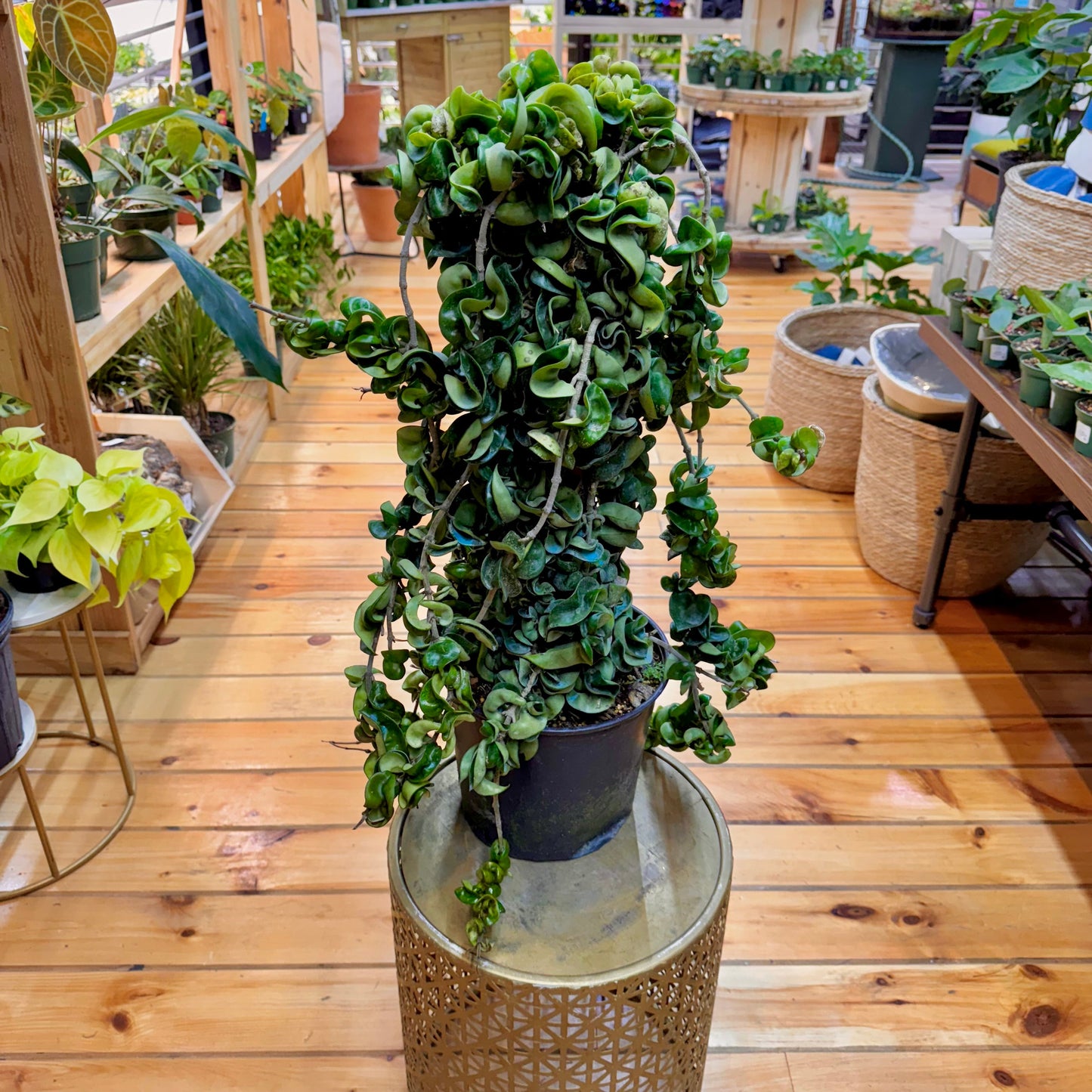Hoya Rope