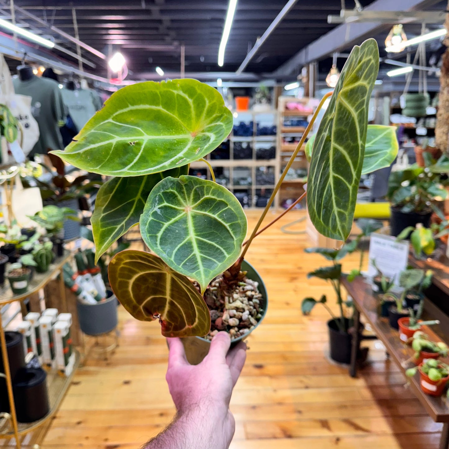 Anthurium Wavy Noyd