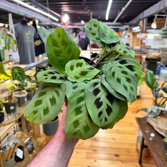 Maranta Leuconeura 'Green'