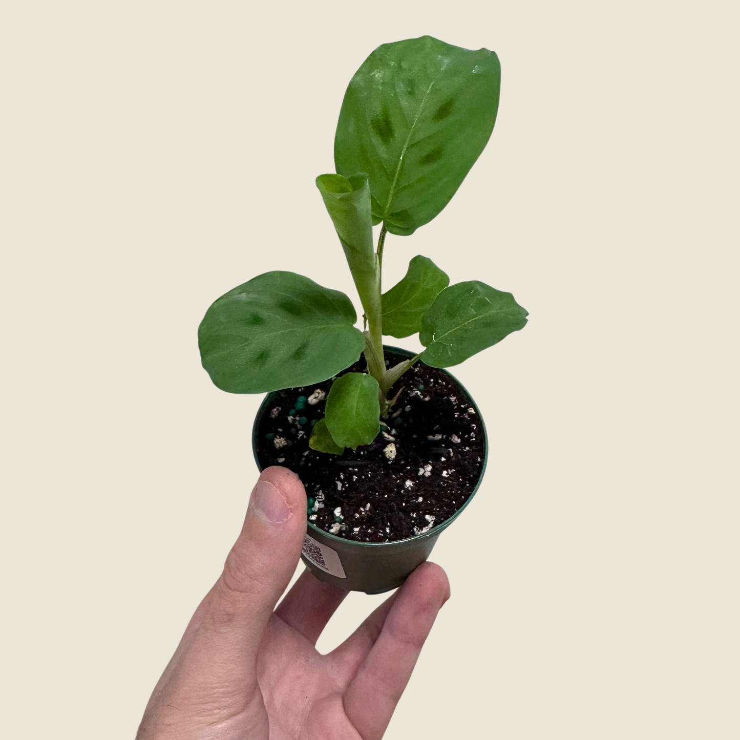 Maranta Leuconeura 'Green'