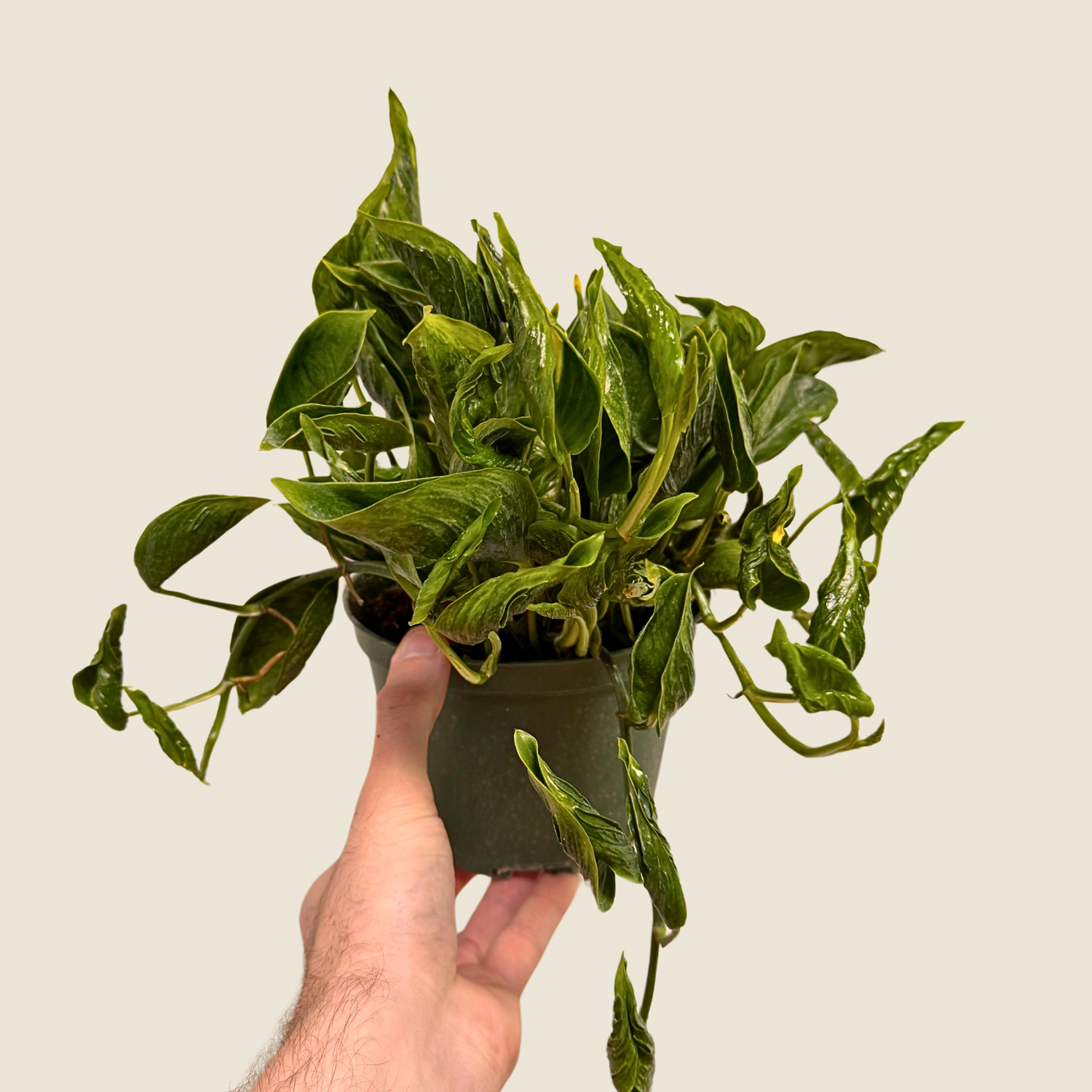 Pothos Shangri La