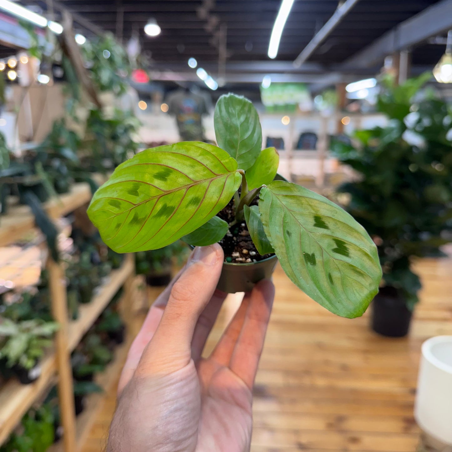 Maranta Red